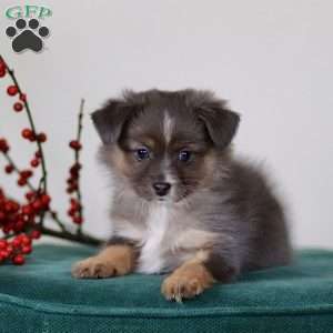 Heather, Miniature Australian Shepherd Puppy